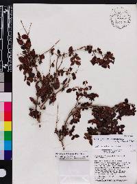 Miconia formonensis image