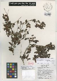 Miconia formonensis image