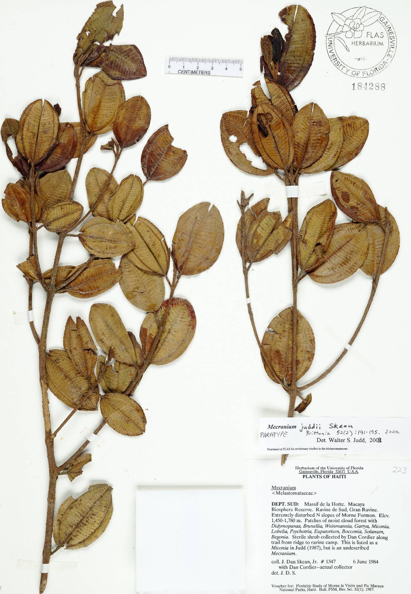 Miconia juddii image