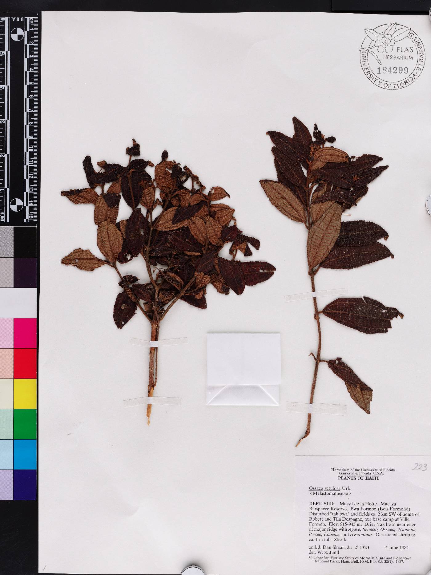 Miconia curvipila image