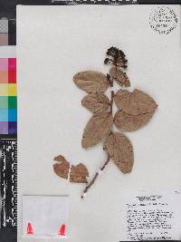 Vaccinium racemosum image