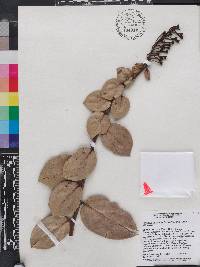 Vaccinium racemosum image