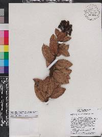 Vaccinium racemosum image