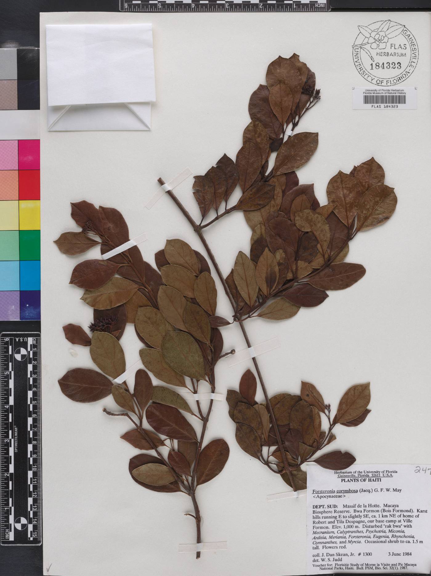 Pinochia image