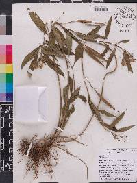 Asclepias nivea image