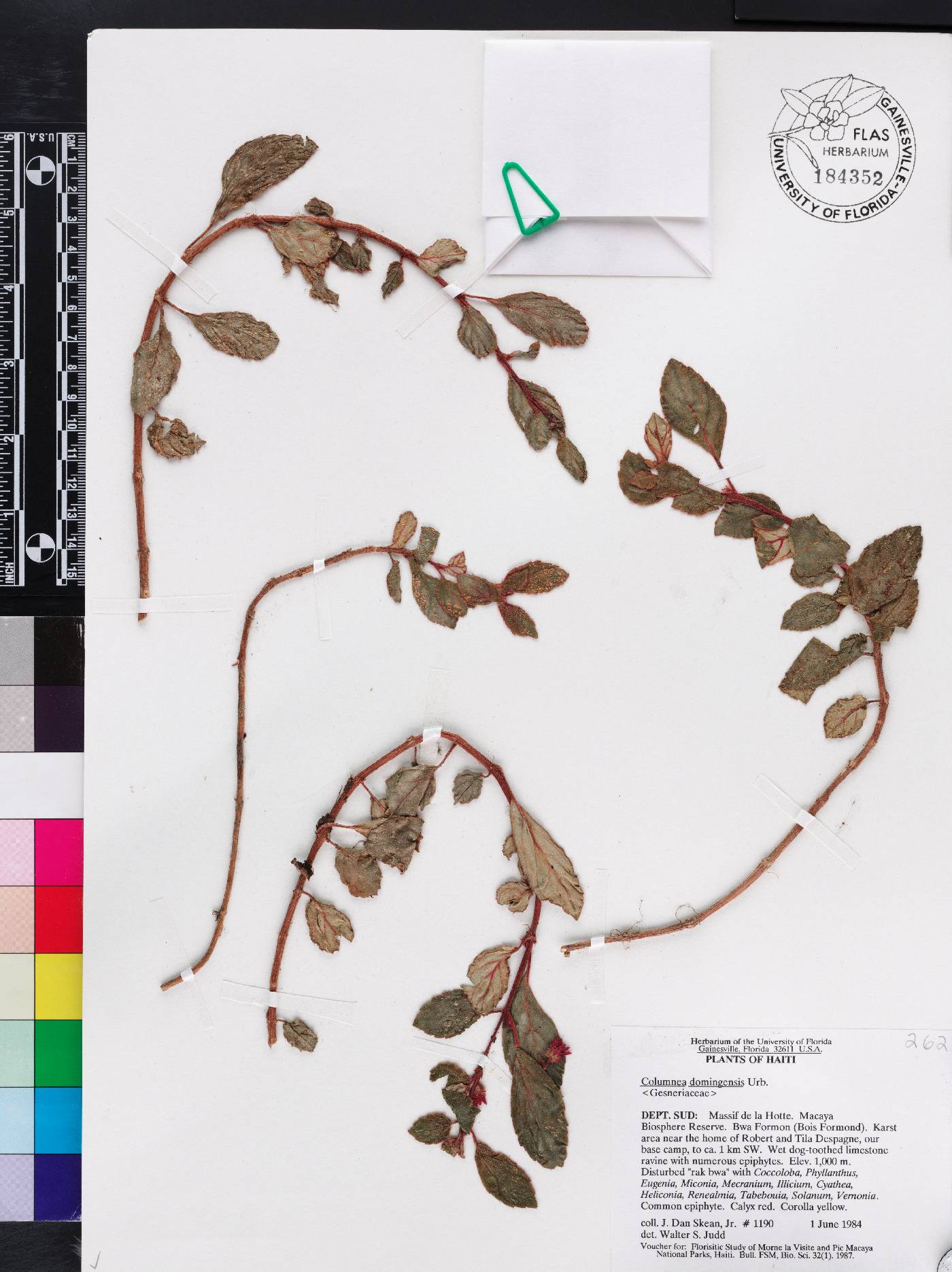 Columnea domingensis image