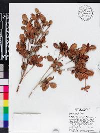 Gesneria aspera image