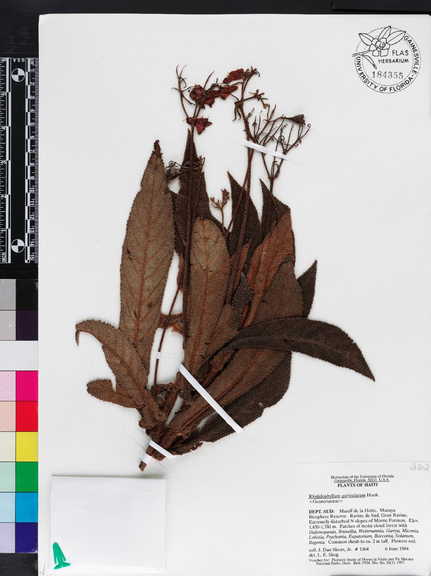 Rhytidophyllum auriculatum image