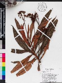 Rhytidophyllum bicolor image