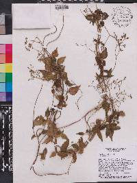 Valeriana scandens image