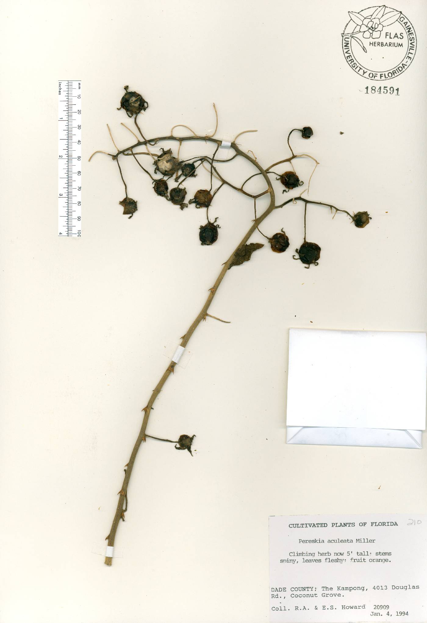 Pereskia aculeata image