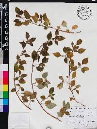 Heterotis rotundifolia image