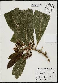 Alstonia macrophylla image