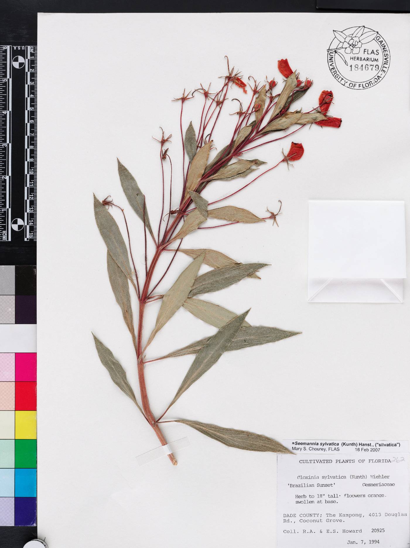 Seemannia sylvatica image