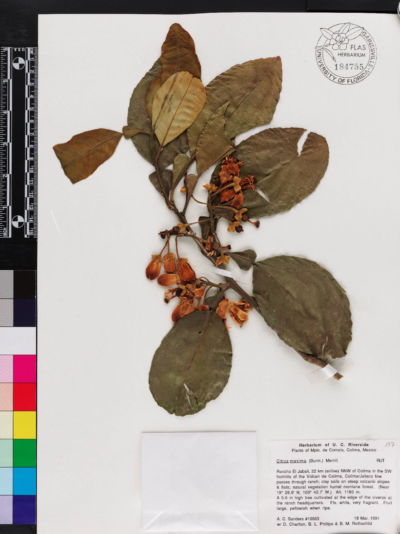 Citrus maxima image