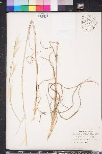 Andropogon ternarius image