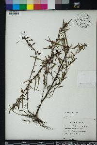 Ludwigia sphaerocarpa image