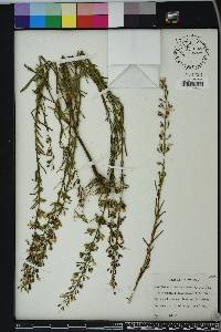 Dicerandra linearifolia image