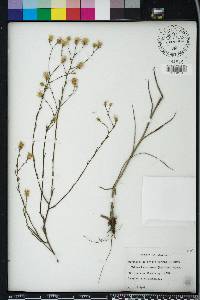 Pityopsis aspera image