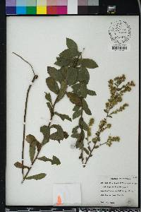 Solidago petiolaris image