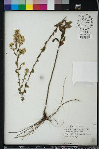 Solidago petiolaris image