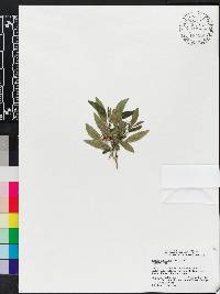Ruellia dipteracanthus image