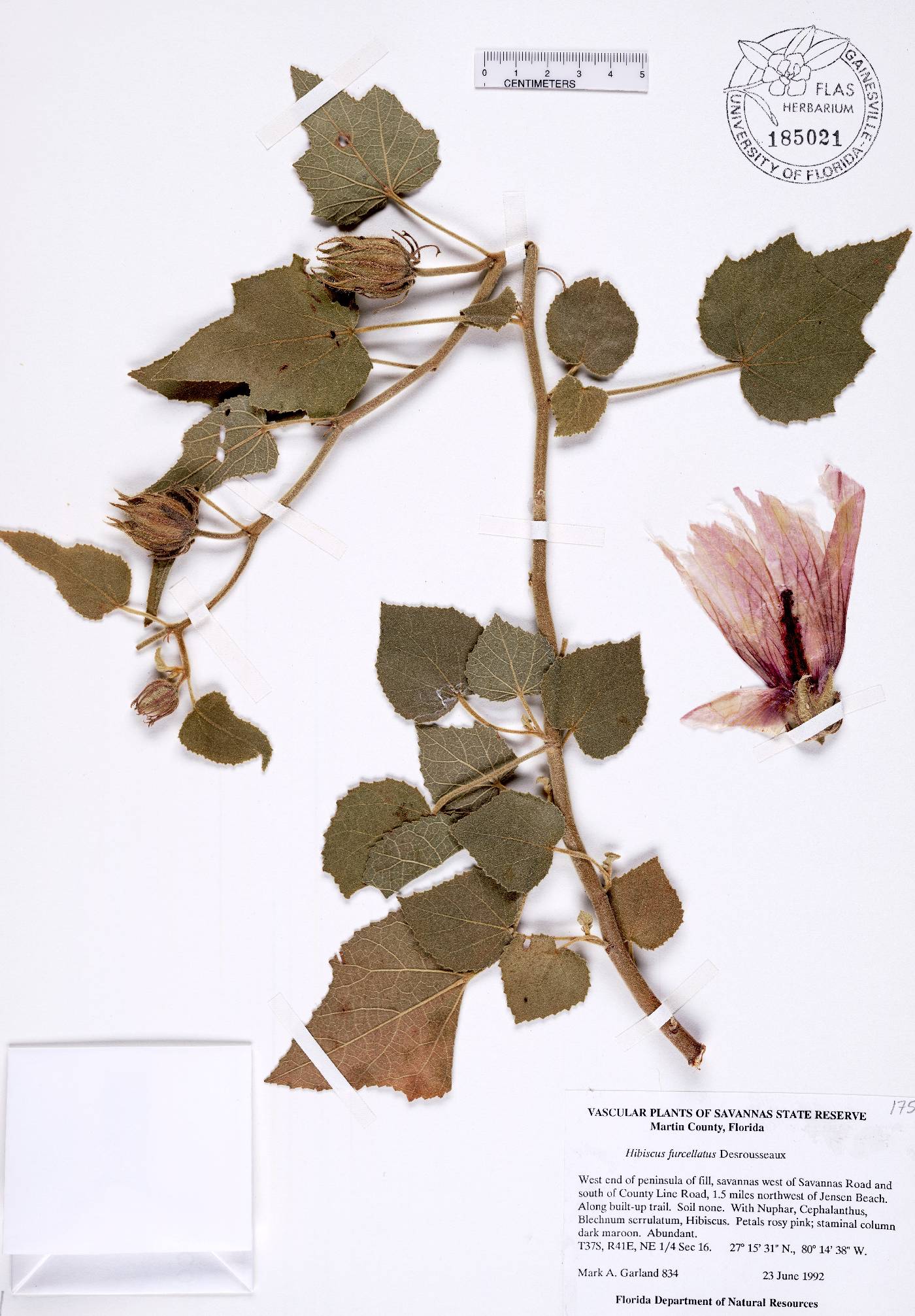 Hibiscus furcellatus image