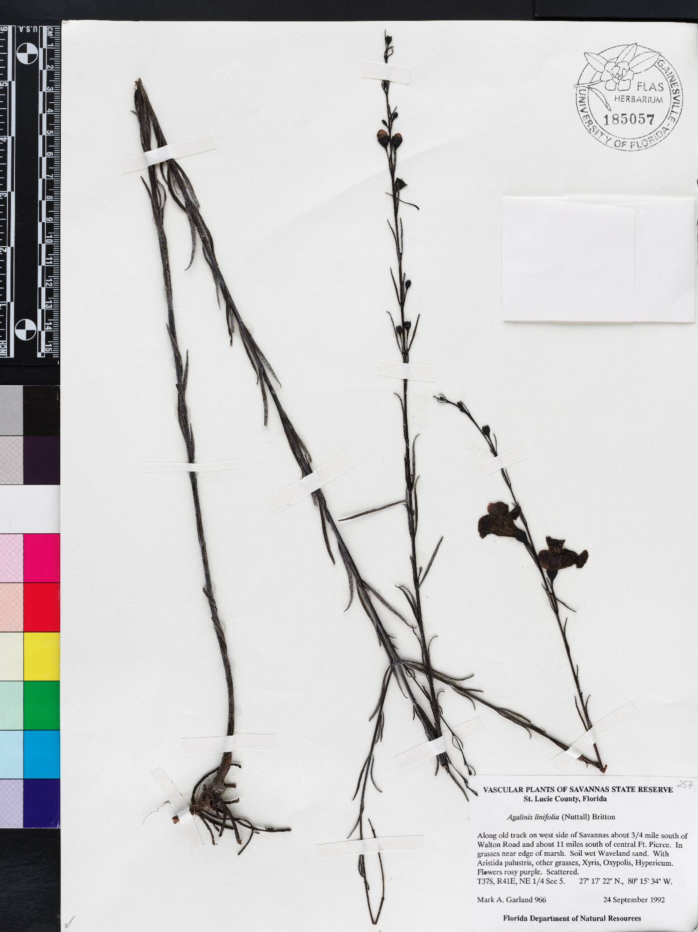 Agalinis linifolia image