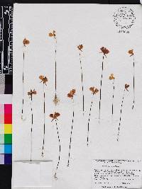 Utricularia cornuta image