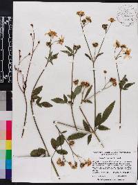 Bidens alba image