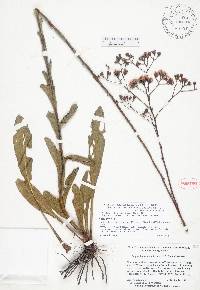 Carphephorus odoratissimus var. subtropicanus image