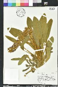 Lupinus villosus image