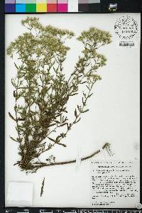 Eupatorium cuneifolium image