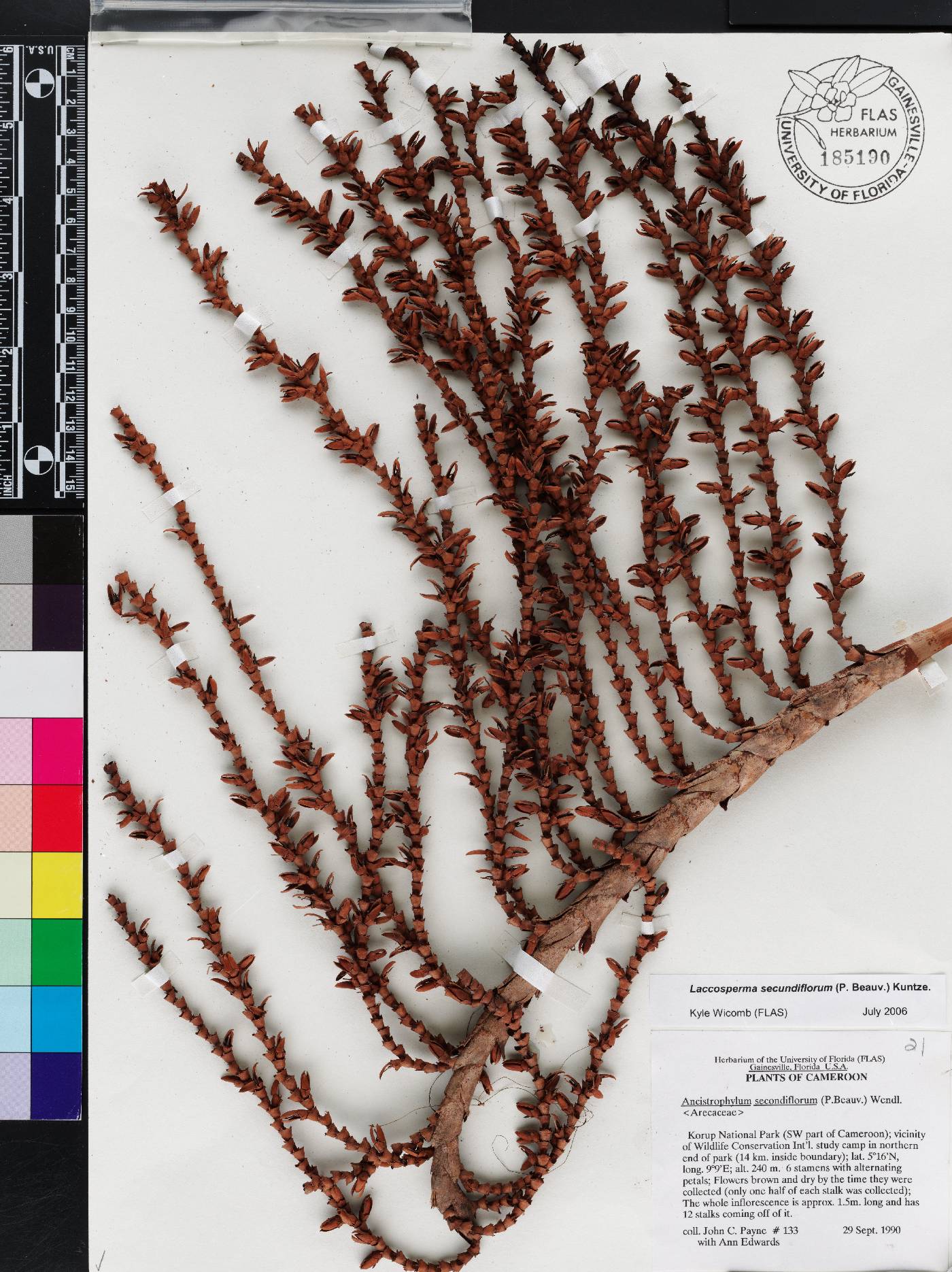 Laccosperma secundiflorum image