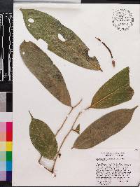 Media resource of Angylocalyx talbotii