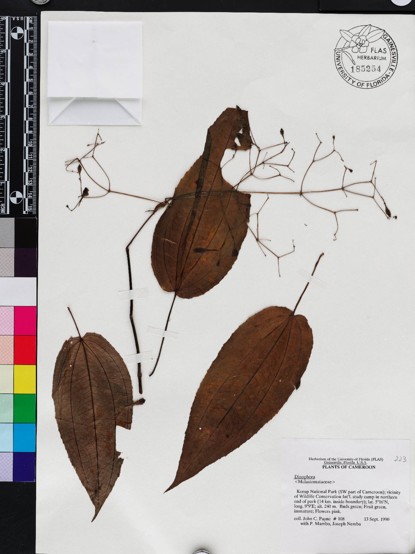 Dinophora image