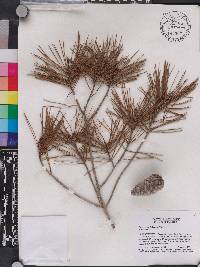 Pinus clausa image