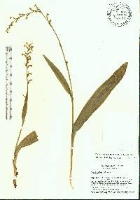 Platanthera flava image