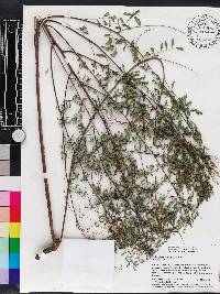 Indigofera caroliniana image