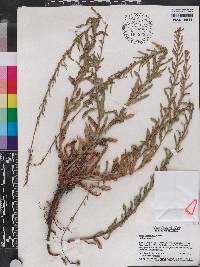 Oenothera simulans image