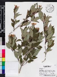 Cornus foemina image