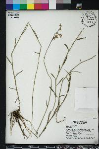 Lobelia glandulosa image