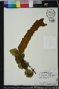 Image Associated With the Occurence