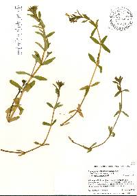 Limnophila aromatica image