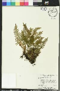 Pleopeltis polypodioides image