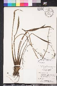 Sagittaria graminea image