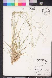 Poa cuspidata image