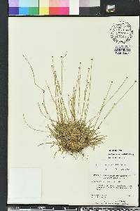 Lachnocaulon anceps image