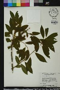 Ilex laevigata image