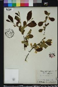 Styrax americanus image